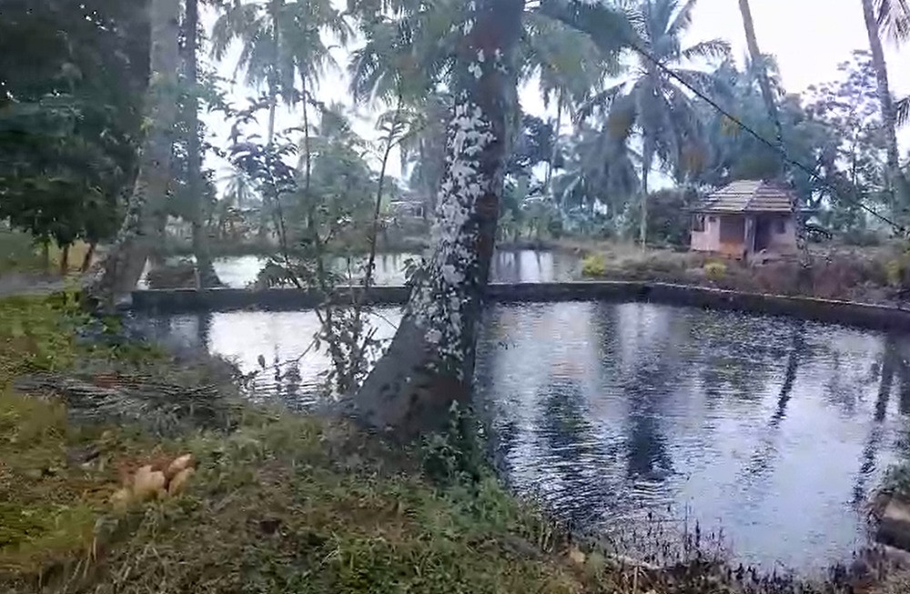 kolam-ikan-2-Adrianus