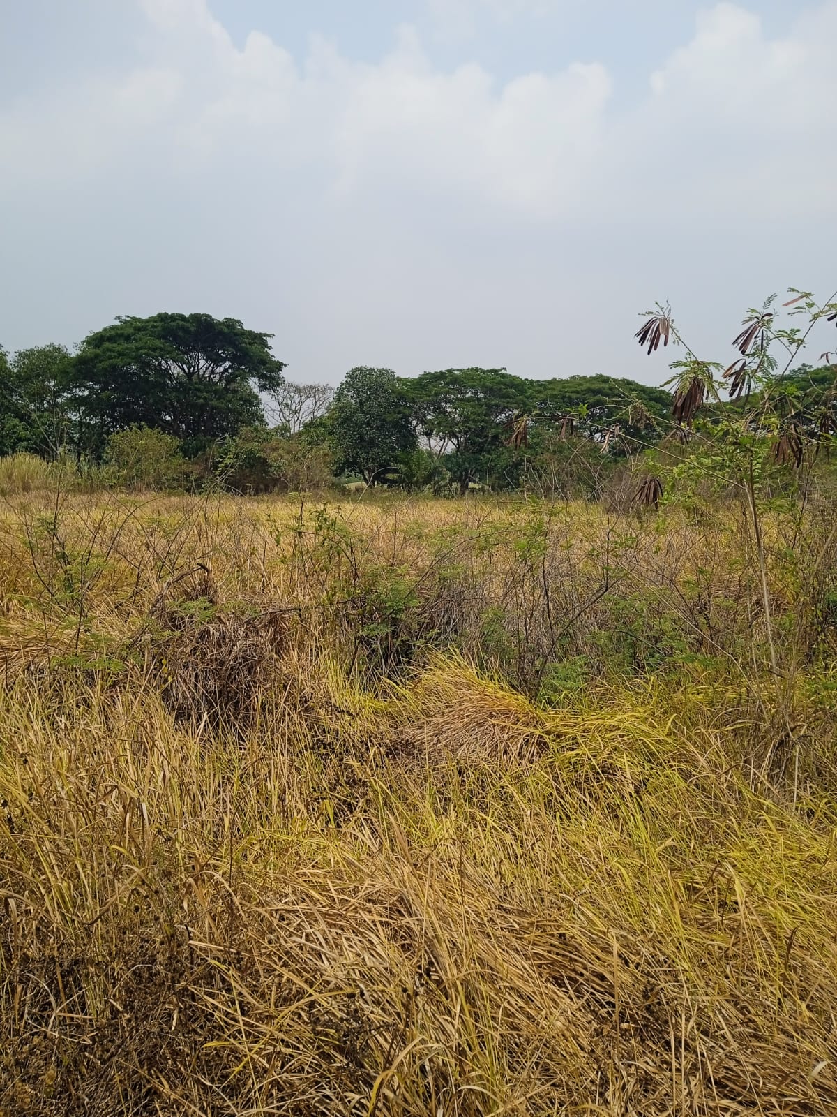 IMG-20260129-WA0004 - bayu erasky